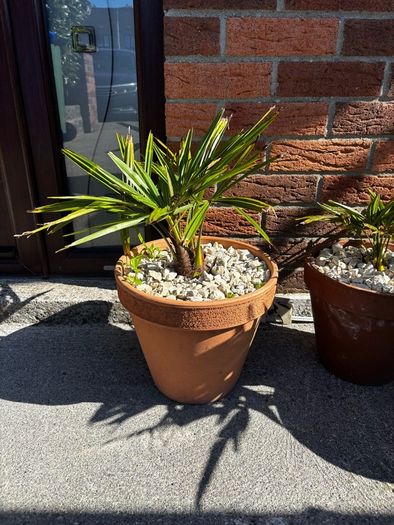 Trachycarpus Fortunei plants in ceramic pots