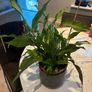 Peace Lily Spathiphyllum Image 2
