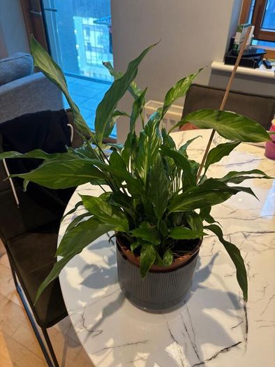 Peace Lily Spathiphyllum