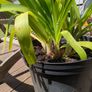 Agapanthus plant Image 4