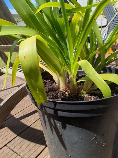 Agapanthus plant