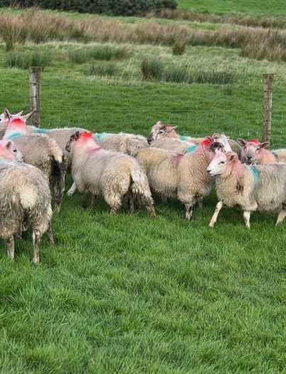 Crossbred lambs