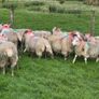 Crossbred lambs Image 2