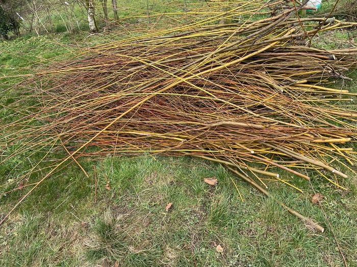 Willow cuttings