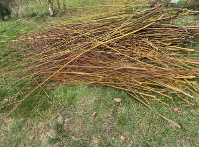 Willow cuttings