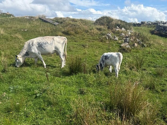 Cow