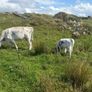 Cow Image 4