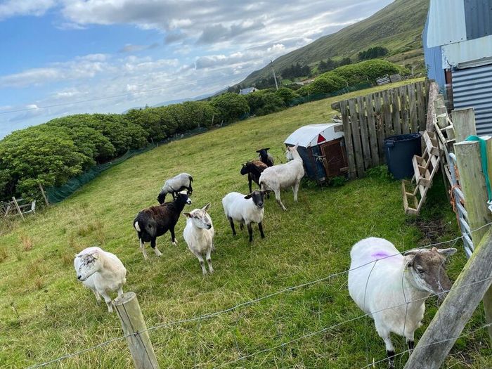 Young x bred sheep and ram lambs