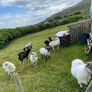 Young x bred sheep and ram lambs Image 9