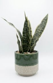 Artificial Plant