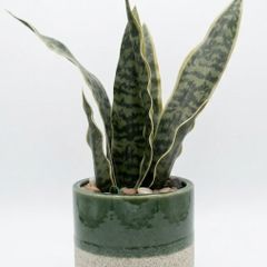 Artificial Plant