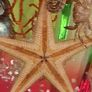 Under the Sea Image 2