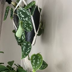 plant