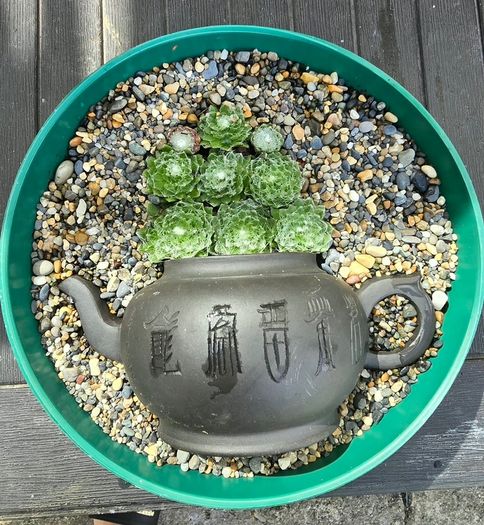 otdoor plant