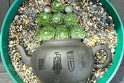 otdoor plant