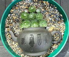 otdoor plant