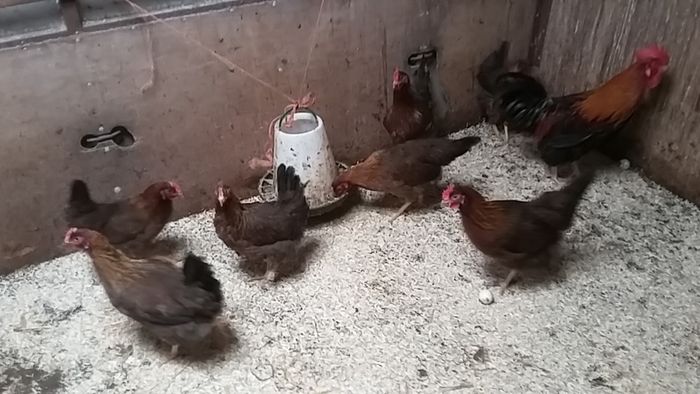 Pullets/hens/roosters/point of lay/