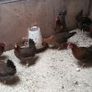 Pullets/hens/roosters/point of lay/ Image 6