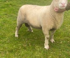 Dorset rams