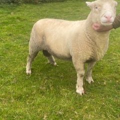 Dorset rams