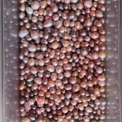 Undrilled Pearls Mixed Colours