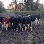 14 quality hereford bullocks,lots 317 to 321 Image 4