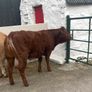2 breeding  heifers Image 2