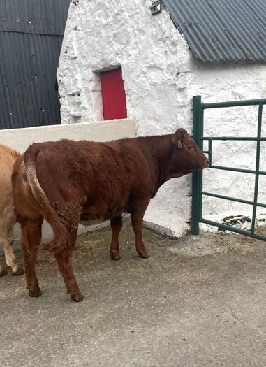 2 breeding  heifers