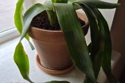 indoor plant