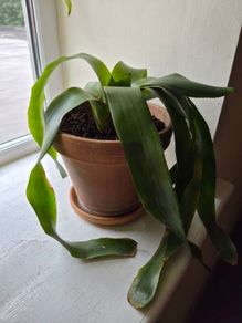 indoor plant