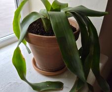 indoor plant