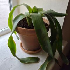 indoor plant