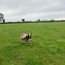 Dutch spotted hogget rams Image 3