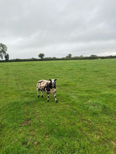 Dutch spotted hogget rams