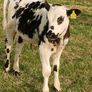 Beef Cattlr Image 8