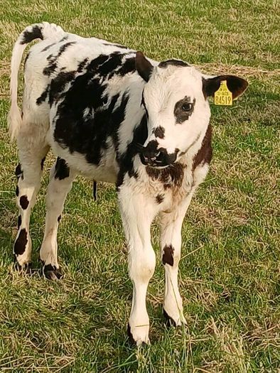Beef Cattlr