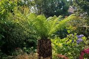 4ft+ Dicksonia antartica tree fern