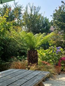 4ft+ Dicksonia antartica tree fern