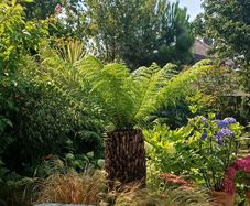 4ft+ Dicksonia antartica tree fern