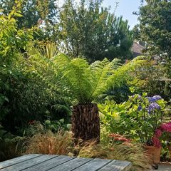 4ft+ Dicksonia antartica tree fern