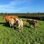 Weaning Bulls & Heifers Mohill Mart Oct 7th & 14th Image 7