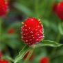 (G) Gomphrena Haageana Strawberry Fields seeds 0.5g (600793) Image 4