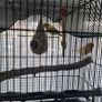 Canary Image 2