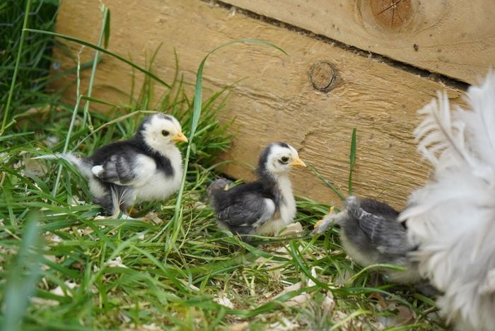Chicks