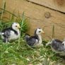 Chicks Image 2