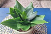 Healthy Sansevieria Hahnii in Decorative Pot