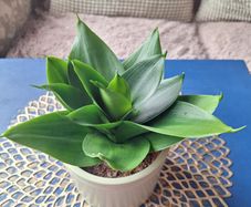 Healthy Sansevieria Hahnii in Decorative Pot