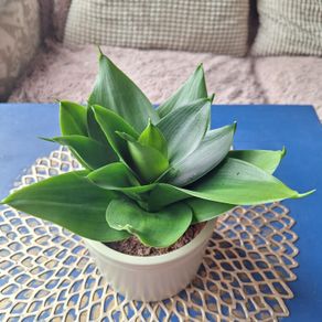 Healthy Sansevieria Hahnii in Decorative Pot
