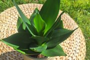 Healthy Sansevieria Hahnii in Pastel Green Pot