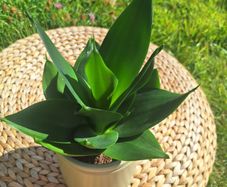 Healthy Sansevieria Hahnii in Pastel Green Pot
